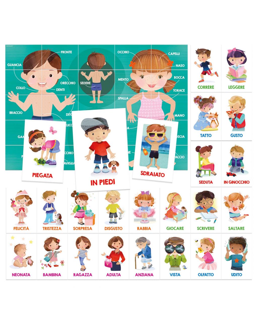 Headu - flashcards il corpo umano