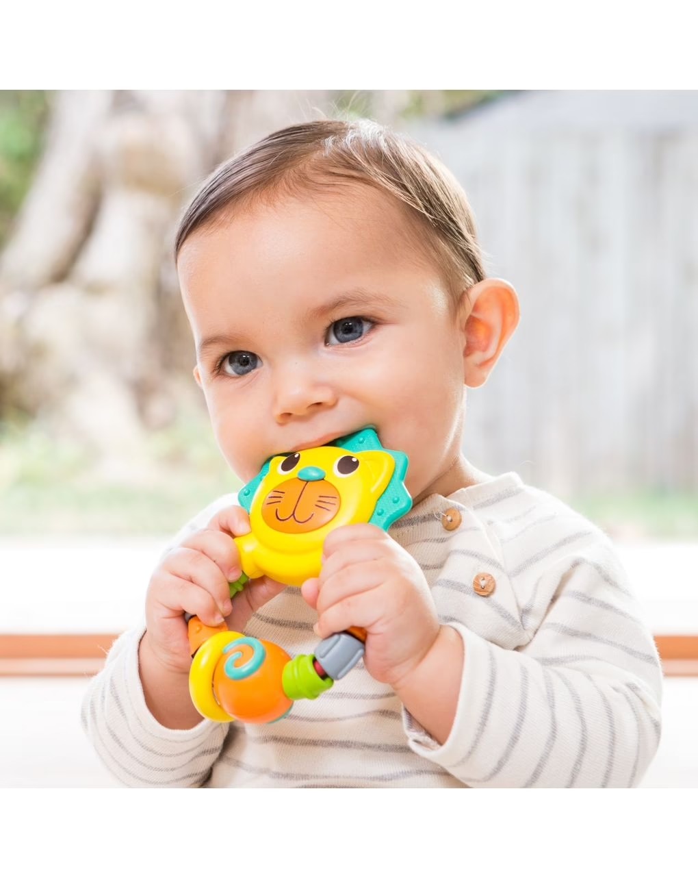 Infantino – dentaruolo leone