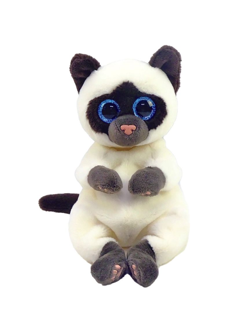 Bellies - miso il gatto siamese bianco e marrone con occhi azzurri grandi e gli -3+ -