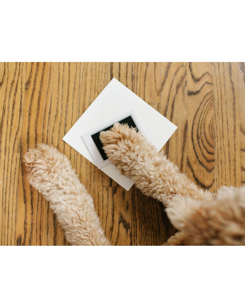 Cornice per foto e impronte bimbo + pet - pearhead